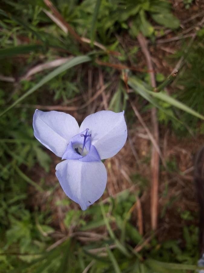Gelasine