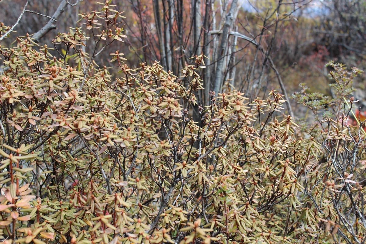 Rododendro 10