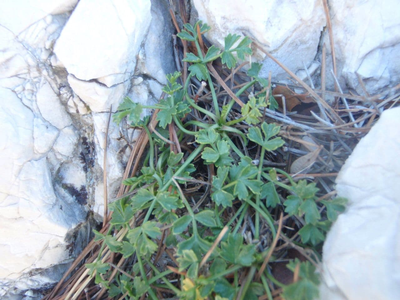 Pimpinella tragium 14