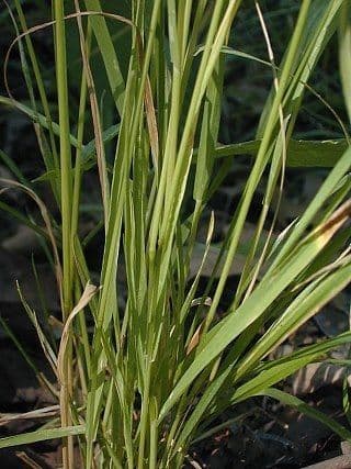 Sphenopholis intermedia 3