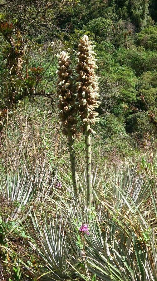 Puya 6