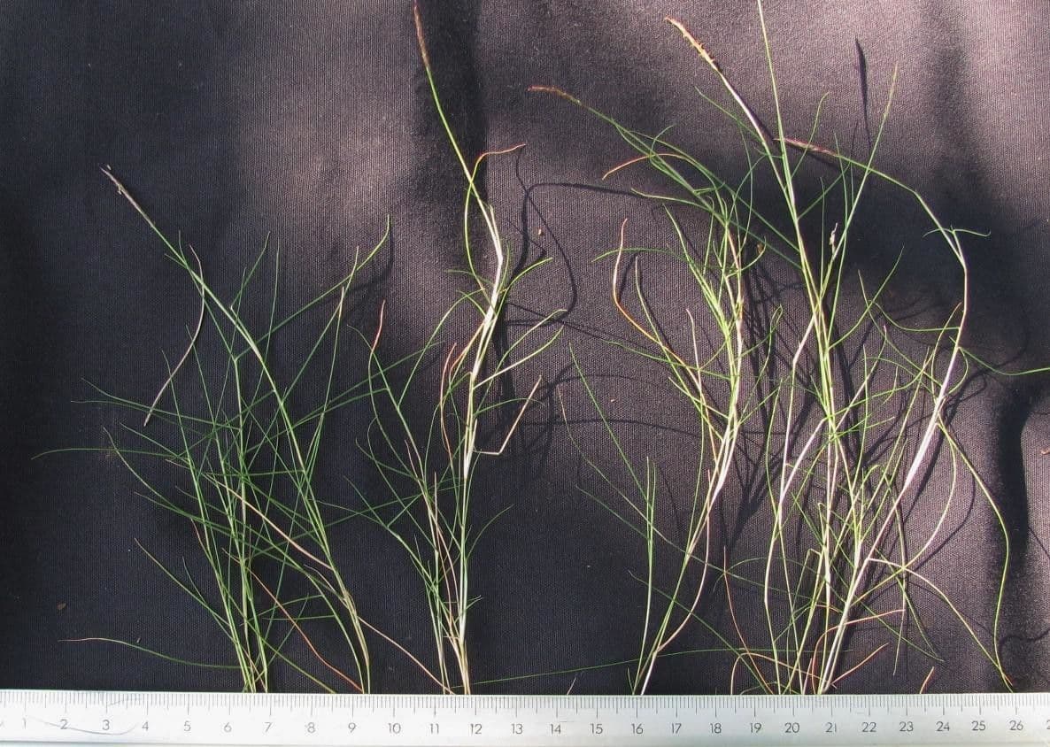 Zoysia 7