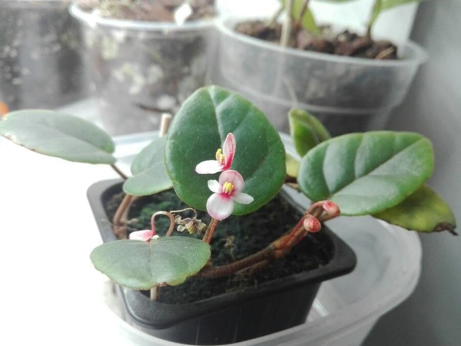 Begonia