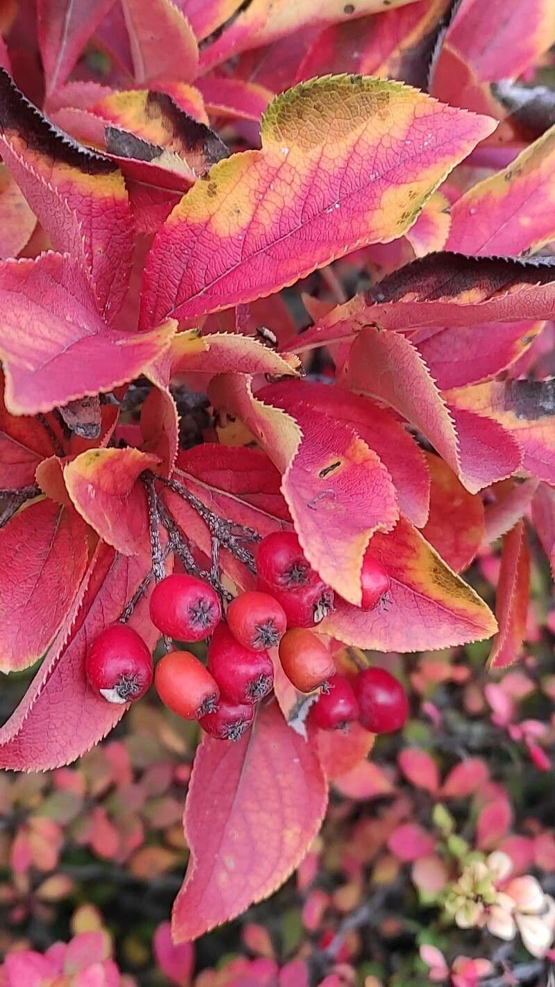 Photinia villosa 4