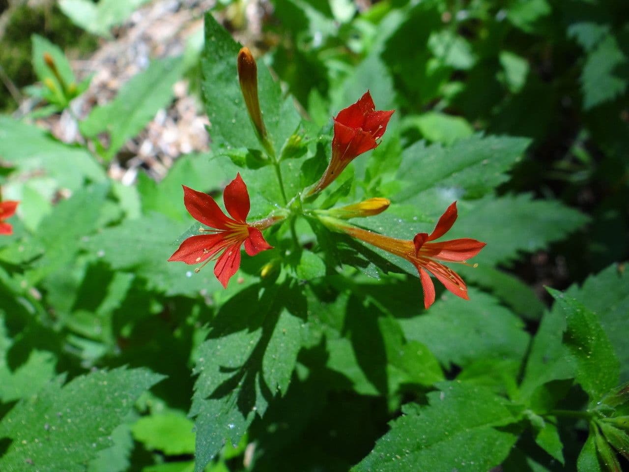Collomia