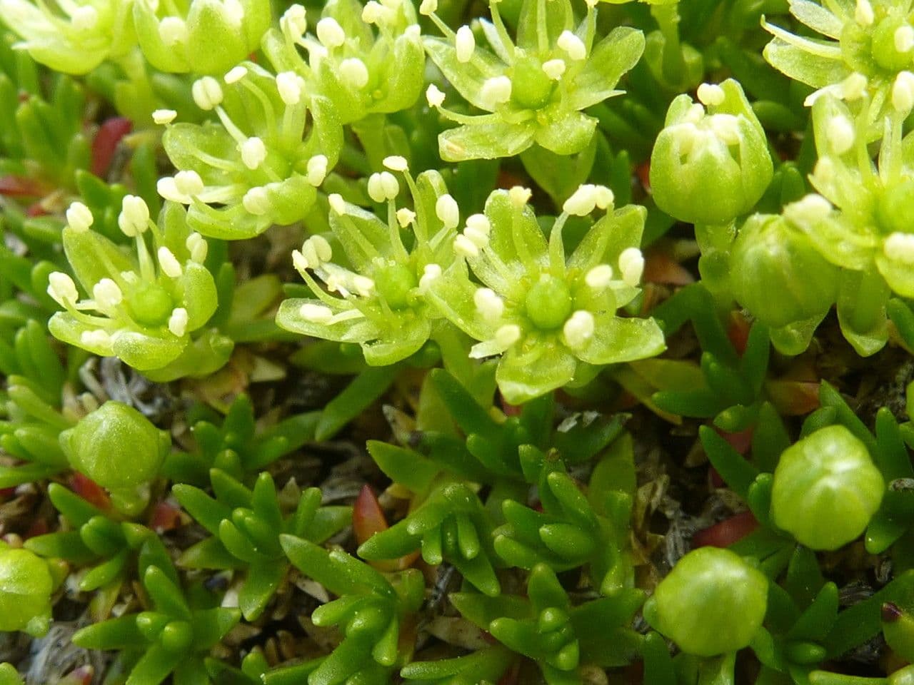Steinbrech 6