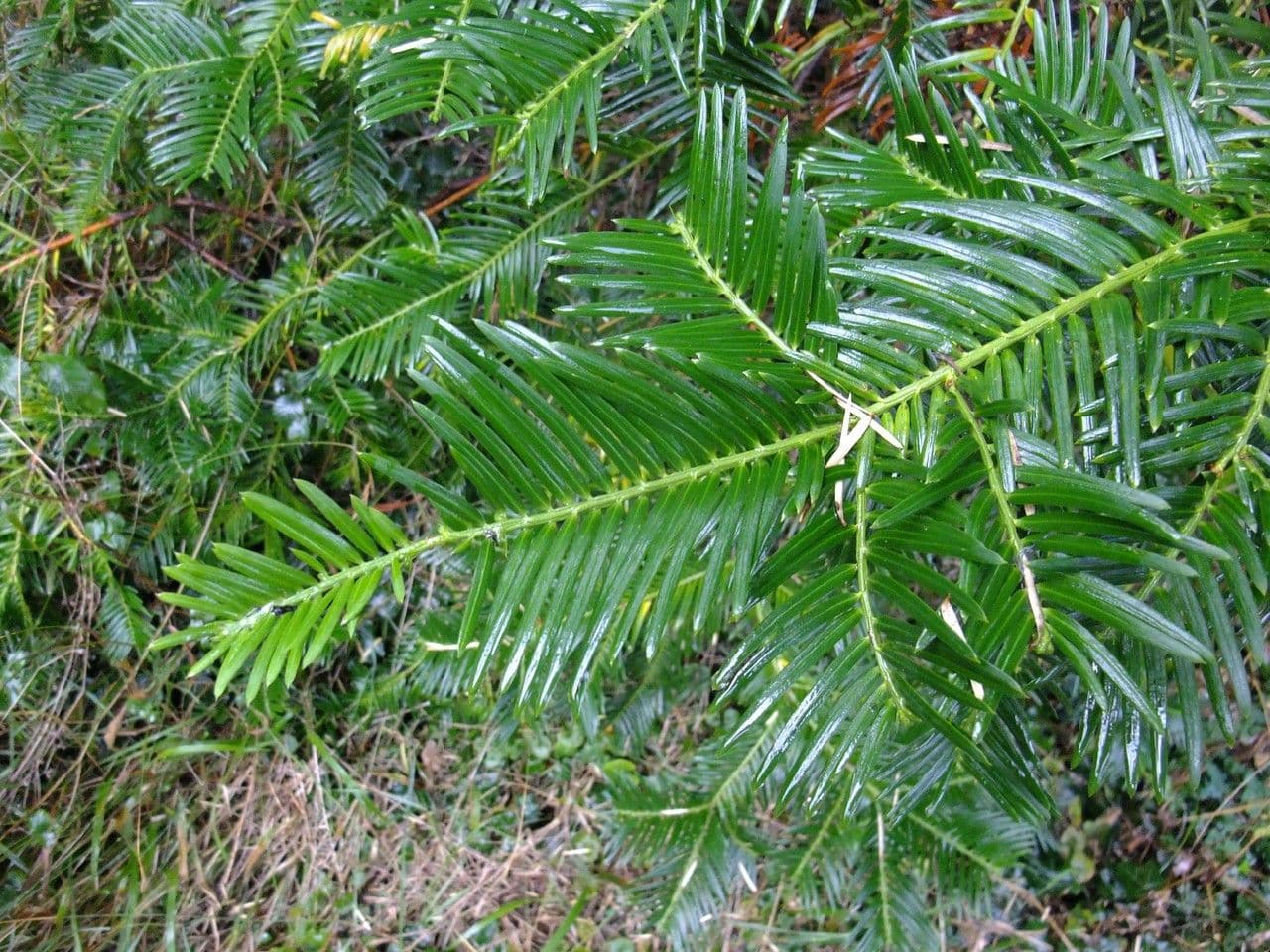Obszarowca 19