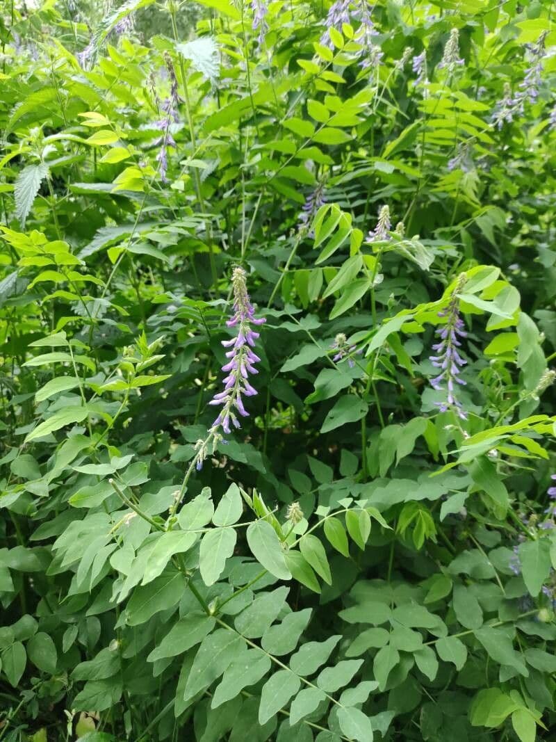 Fienarola orientale 9