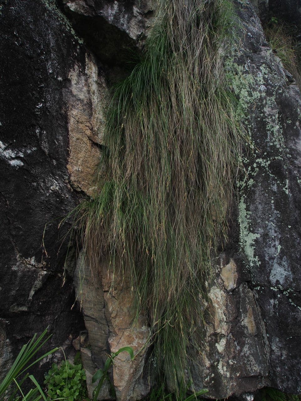 Sedge 2