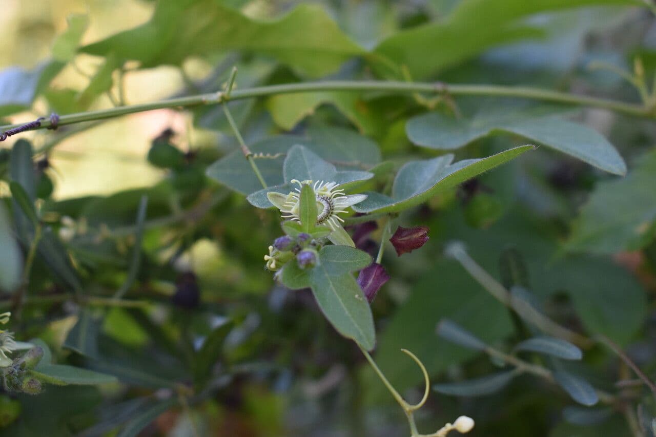Passiflora suberosa 11