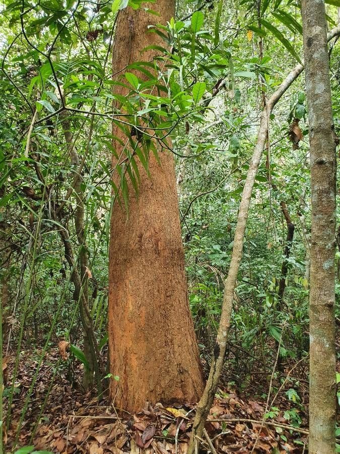 Arbre de fer