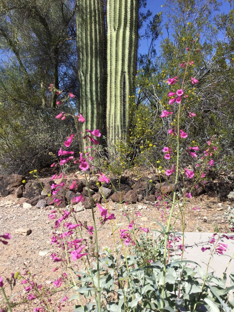 Penstemon di Parry 7