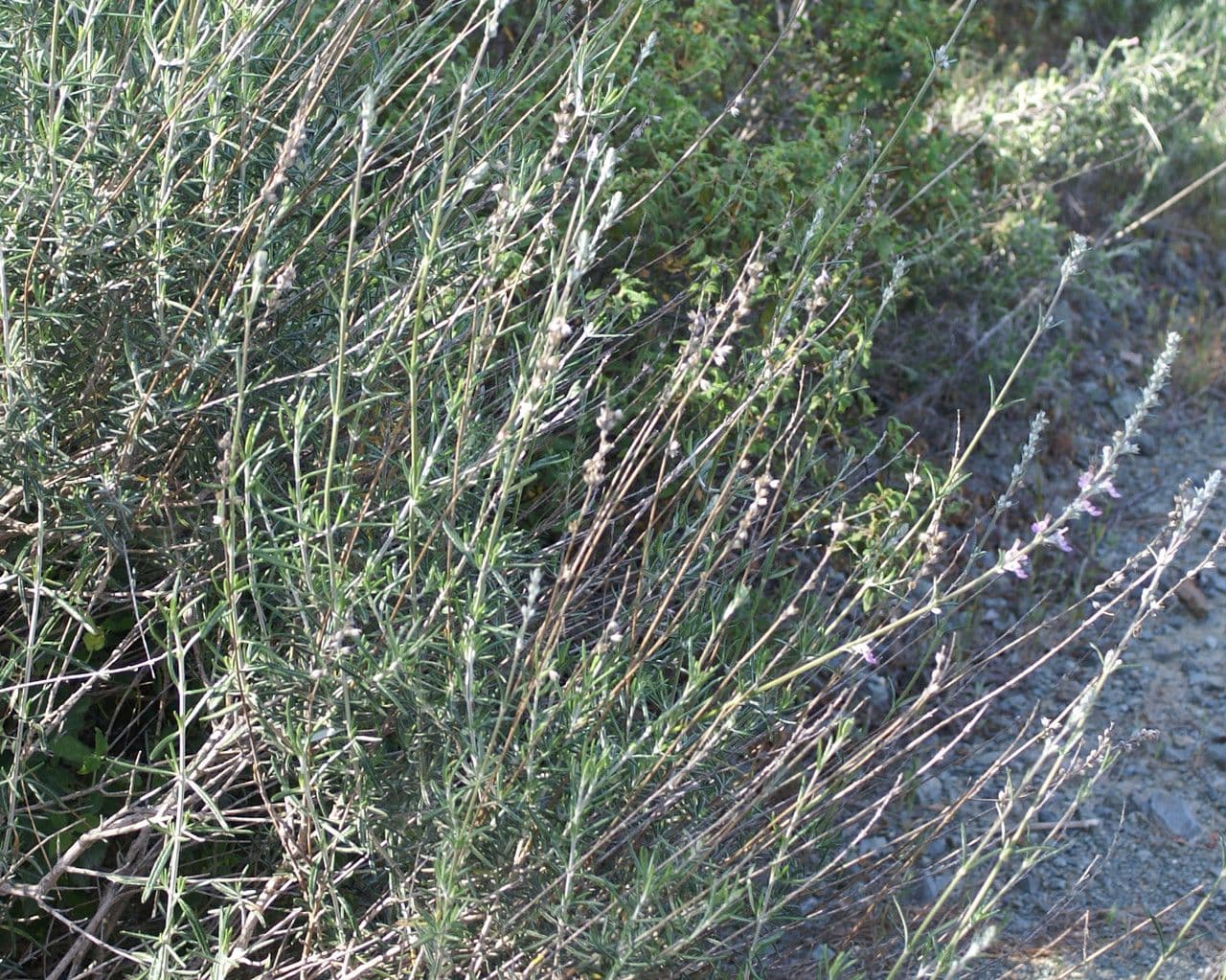 Teucrium 6