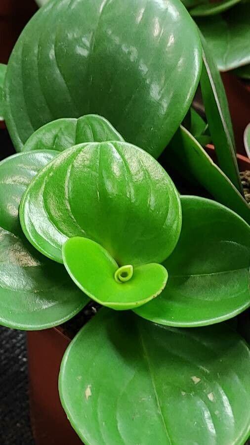 Peperomia 9