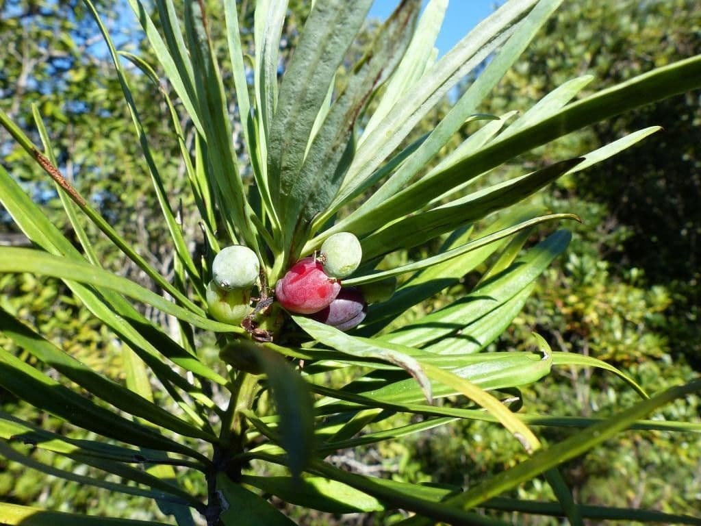 Podocarpus 2