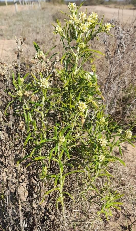 Pseudognaphalium gaudichaudianum 8