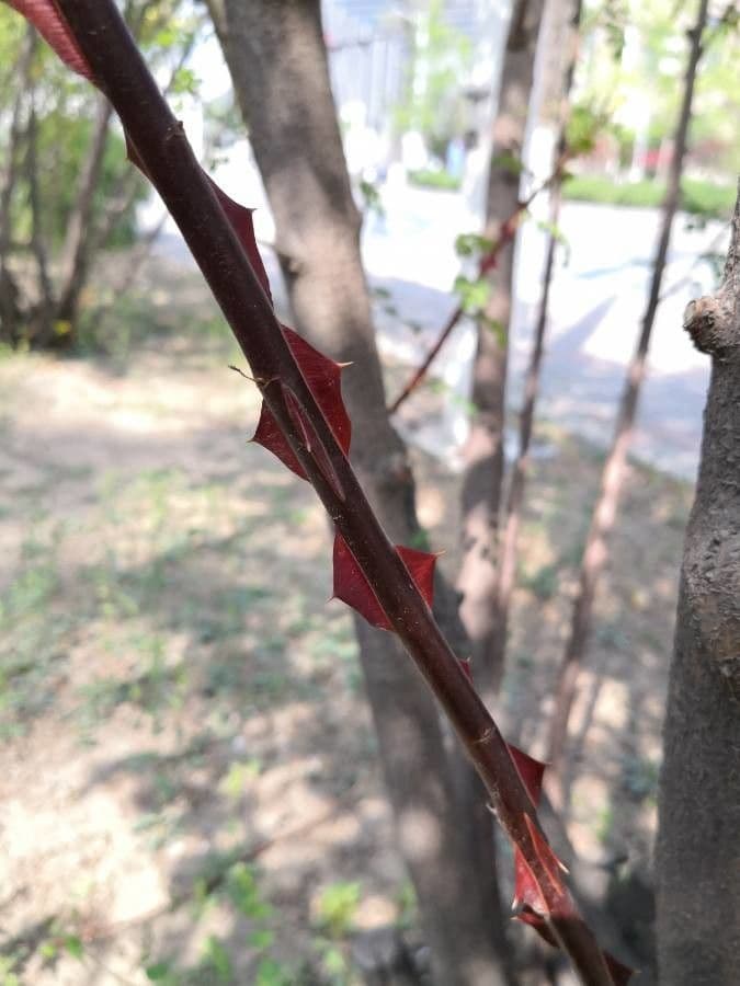 Rosa gialla 20