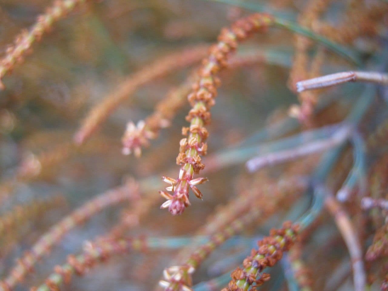 Allocasuarina di Mueller 6