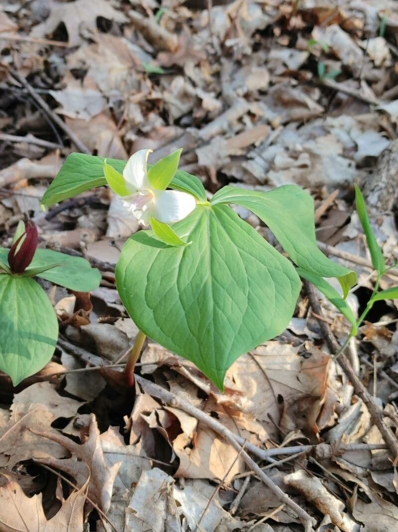 Trillium pochylone 20