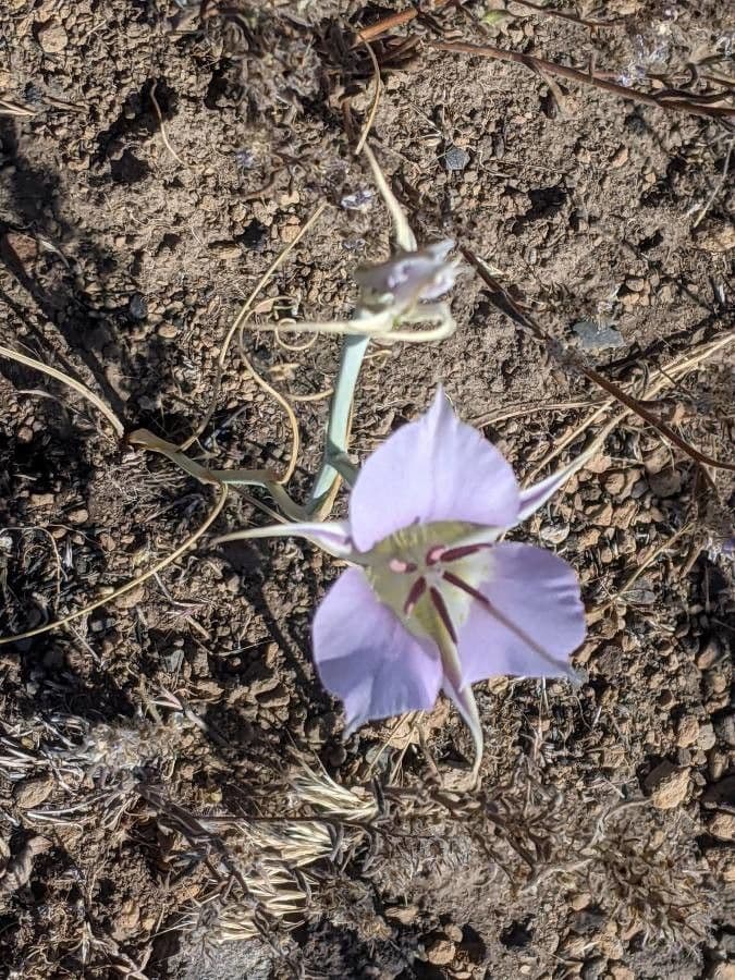 Calochortus macrocarpus 3