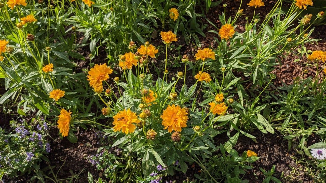 Coreopsis grandiflora 13