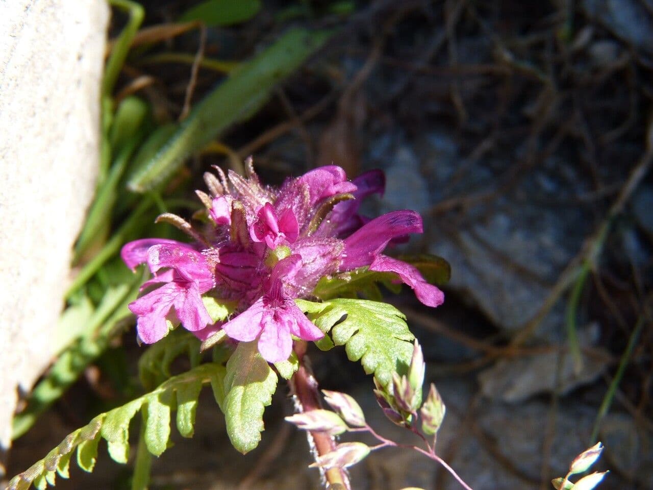 Pedicolare verticillata 7