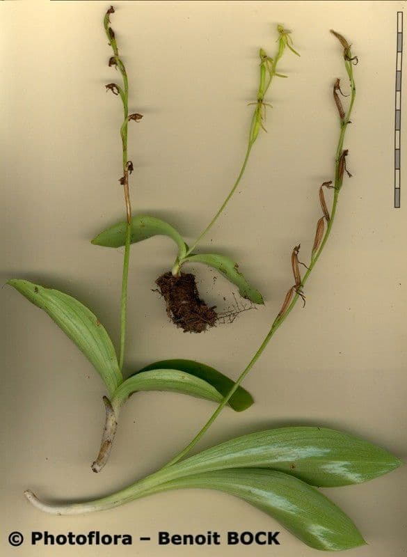 Habenaria 19