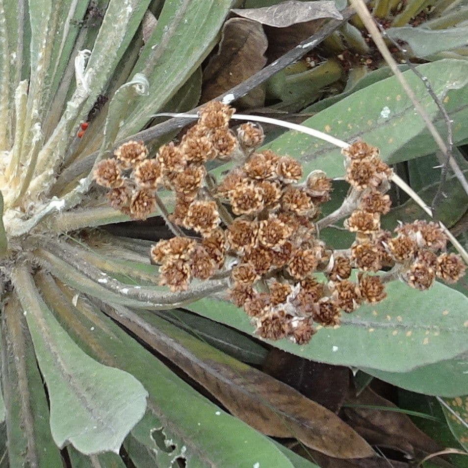 Espeletiopsis