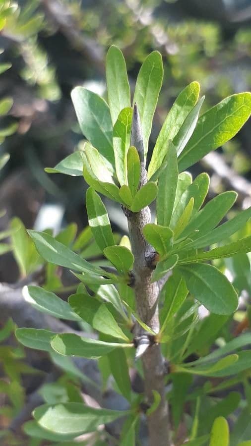 Argan 16