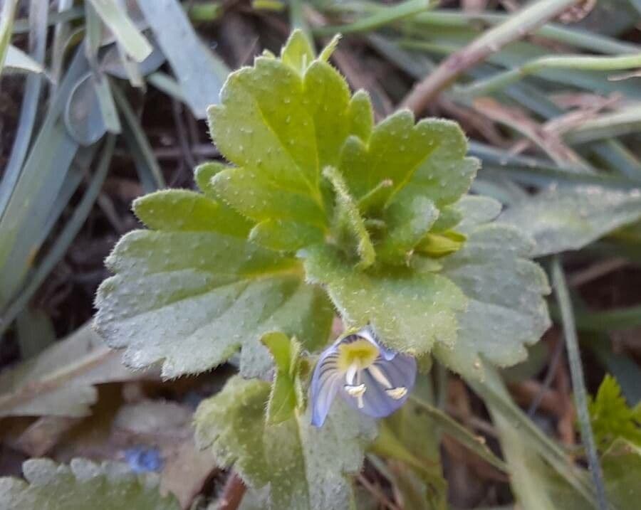 Veronica lucida 19