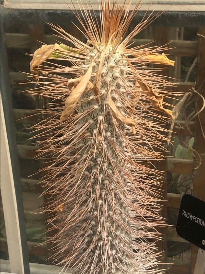 Pachypodium namaquanum 3