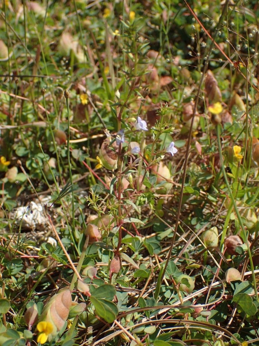 Neurotheca 6