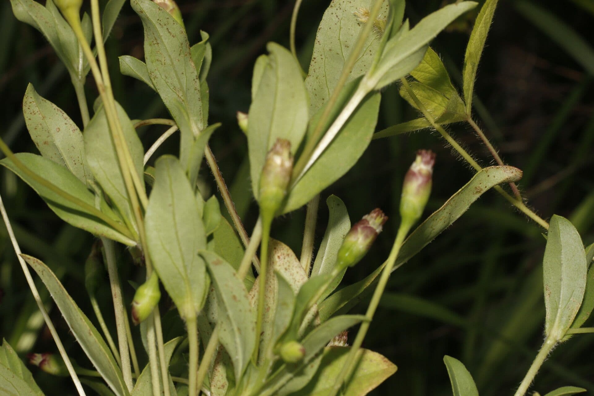 Espejoa 3