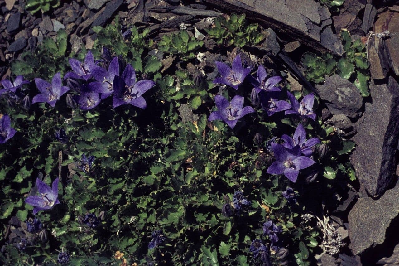 Campanula di Piper 5