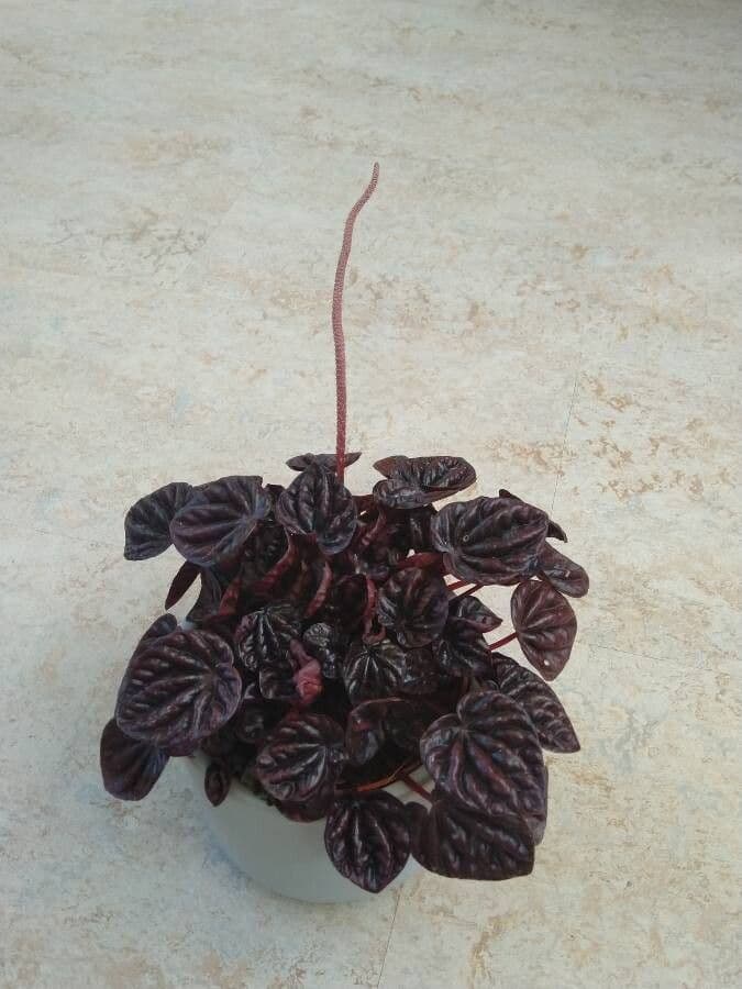 Peperomia 9