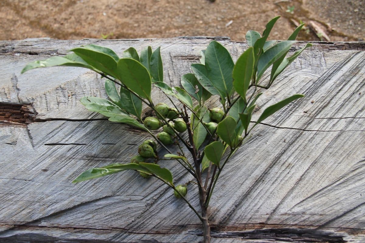 Lepidocupania 3