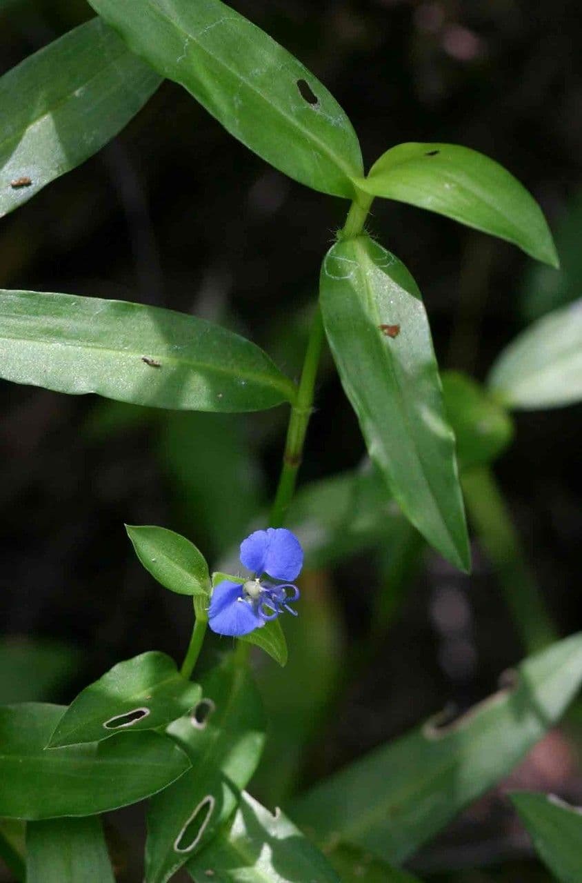 Wegerichblättrige Commelina 8