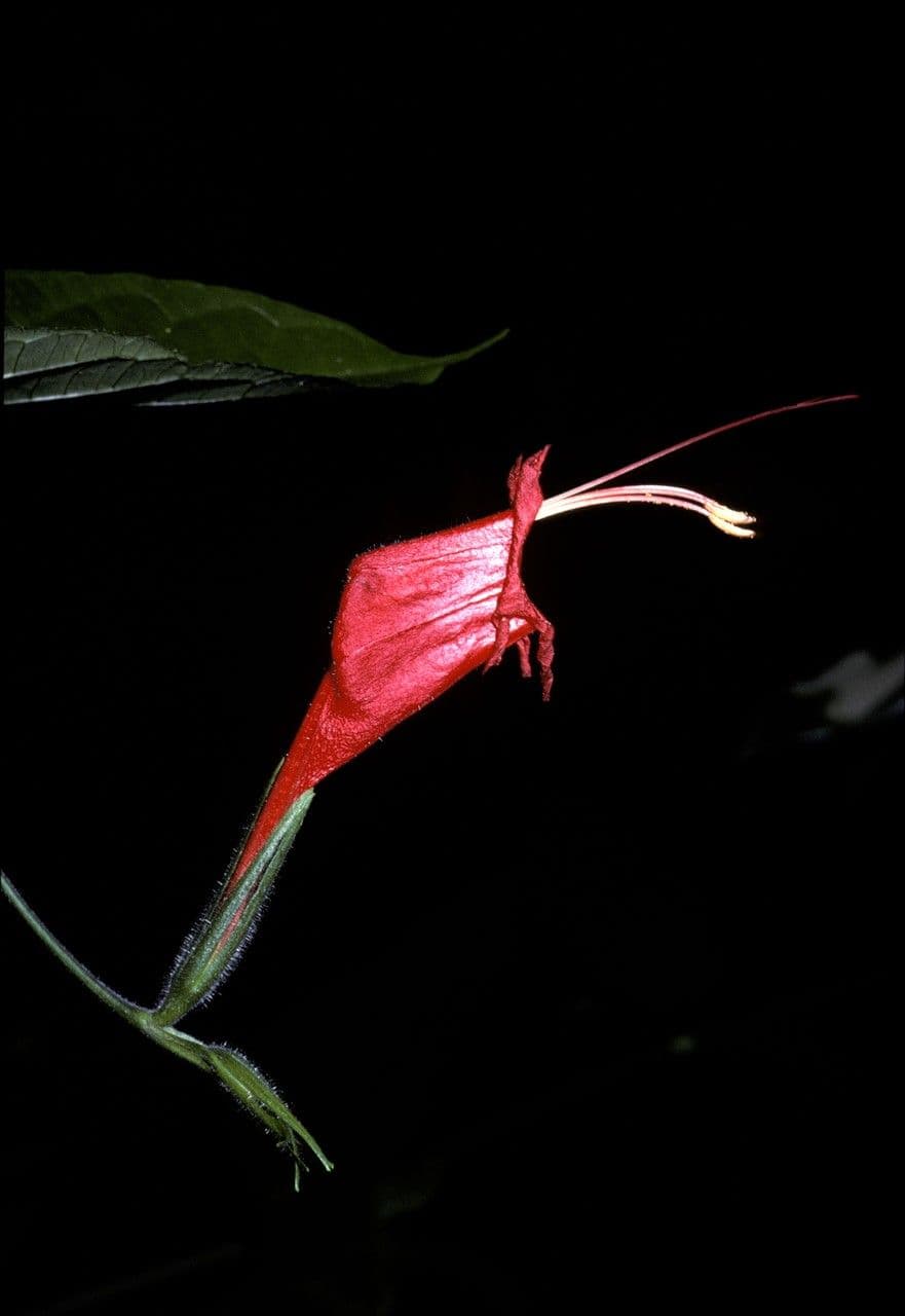 Ruellia 2