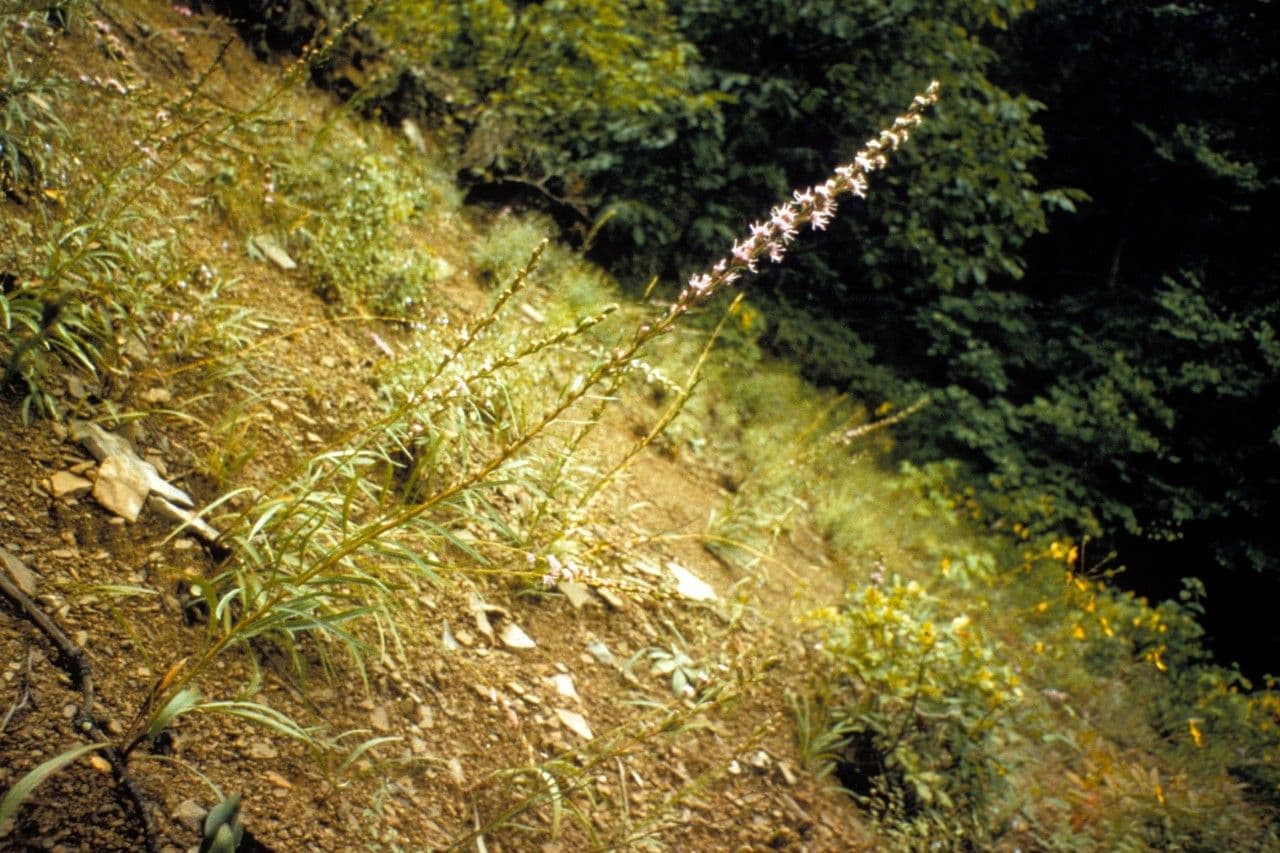 Liatris 5