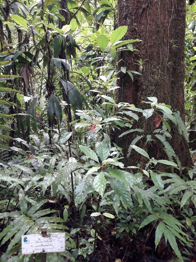 Palicourea crocea 12