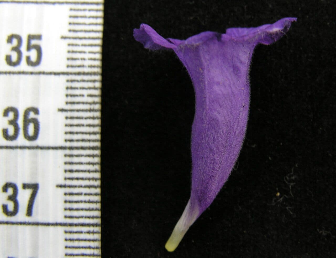 Strobilanthes 17