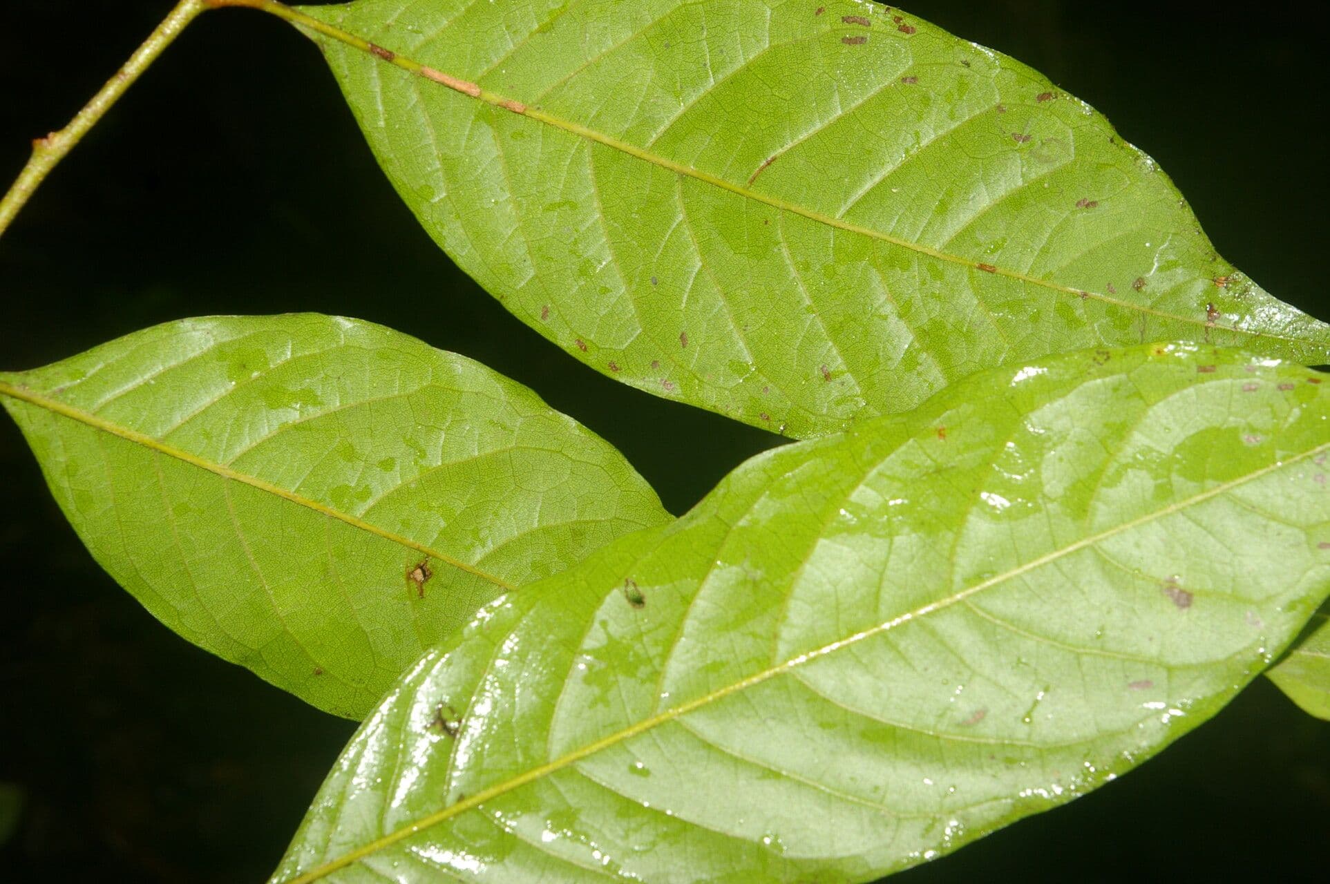 Hirtella triandra 14
