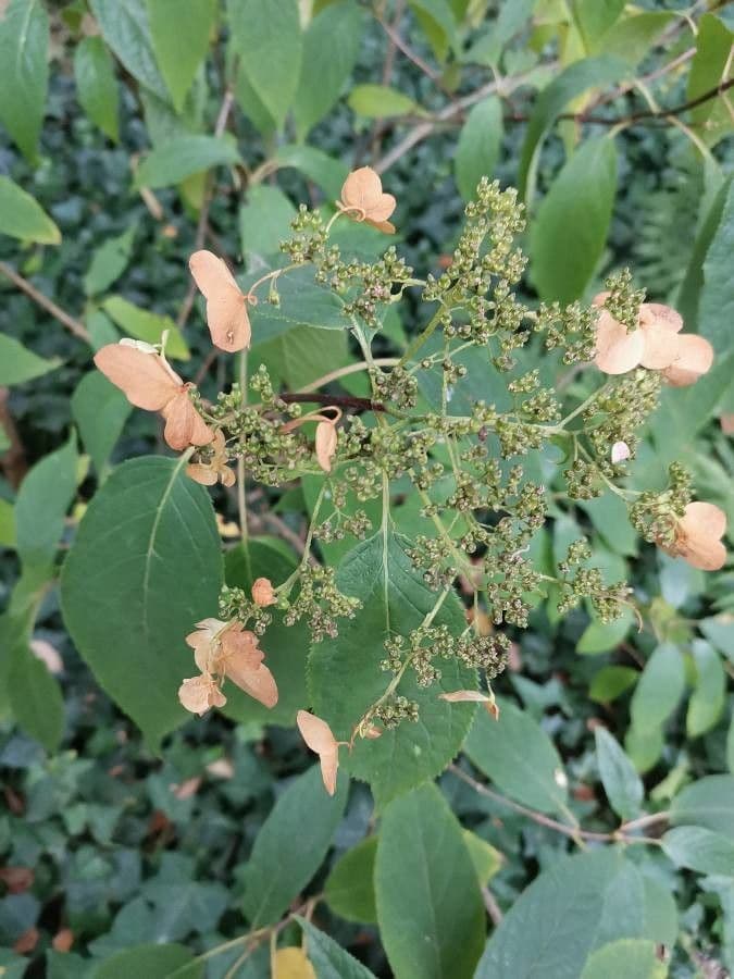 Ortensia eteromalla 2