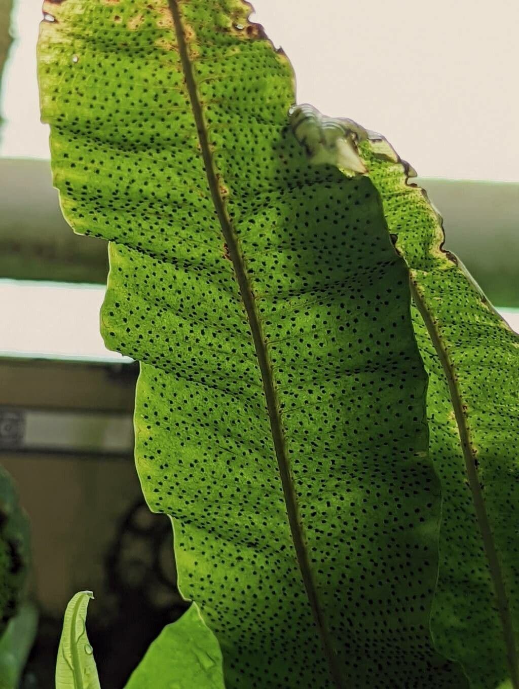 Campyloneurum