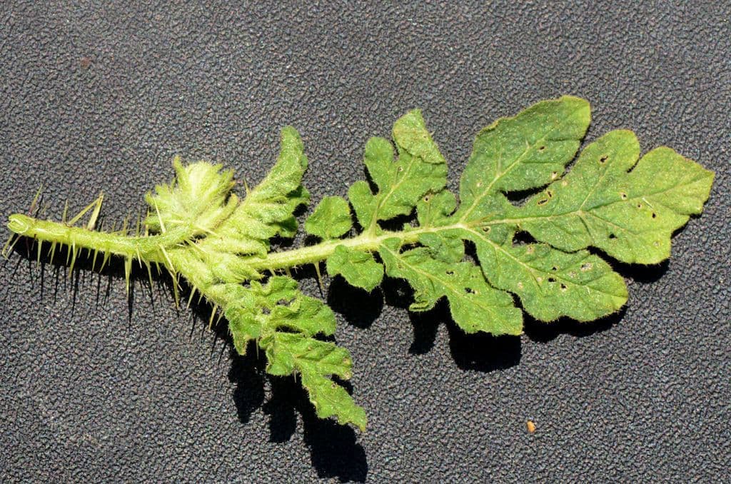 Solanum rostratum 29