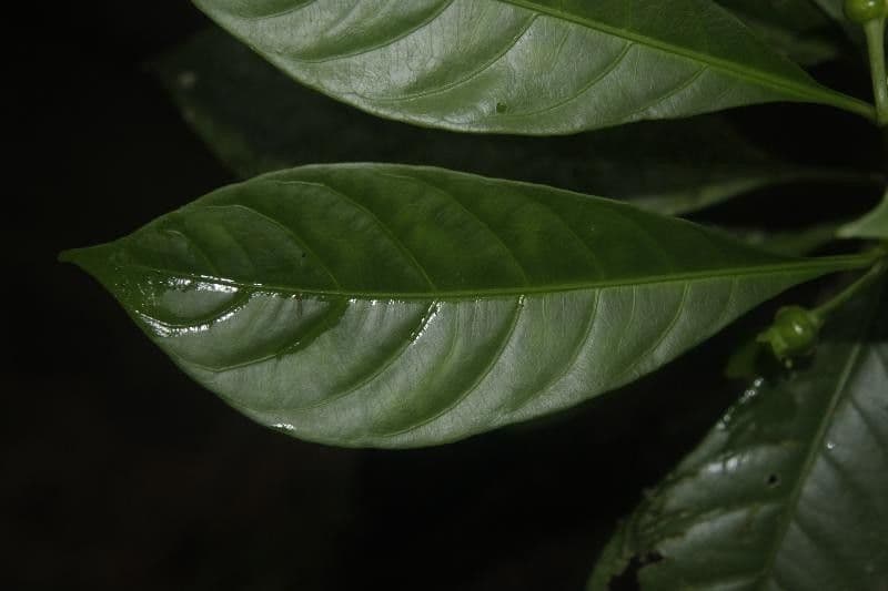 Carapichea 2