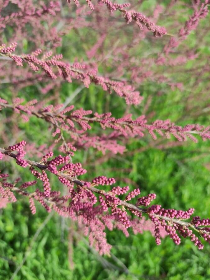 Tamarix parviflora