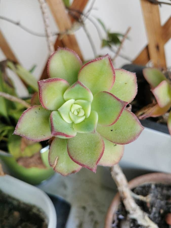 Aeonium decorum 15