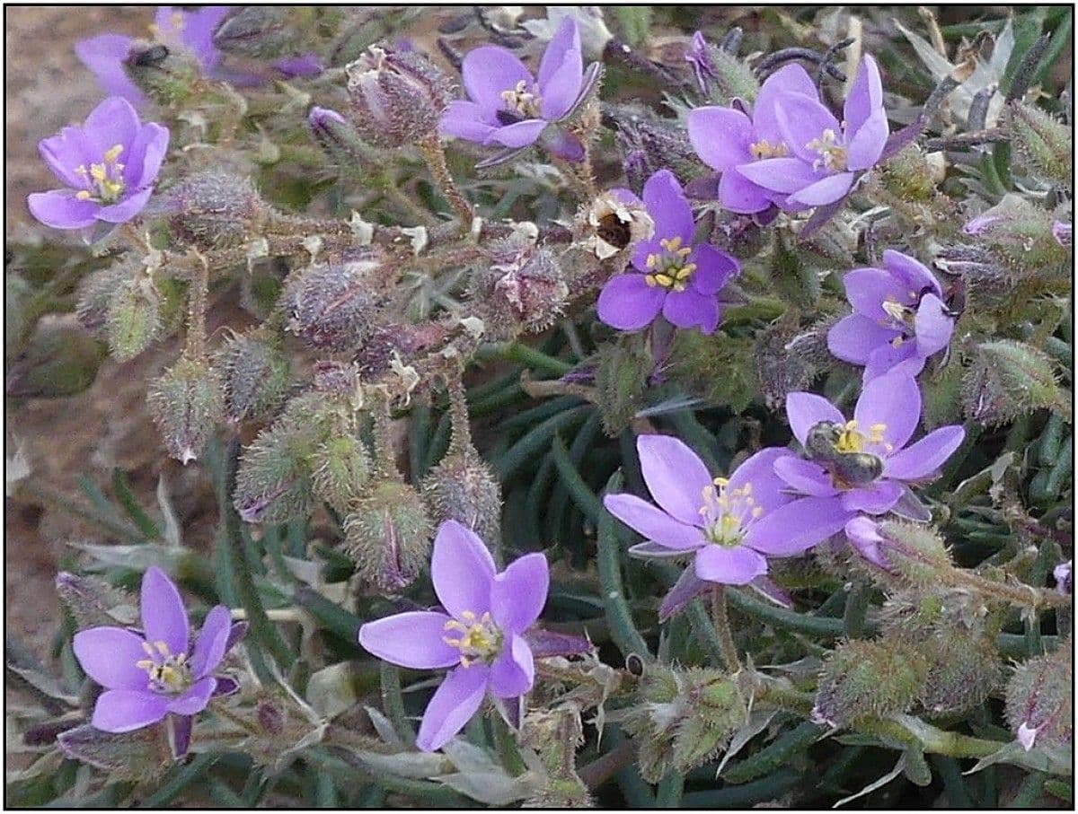 Spergonella frangiata 4