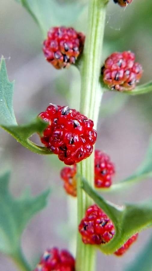 Chénopode rouge